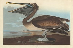 Pelícano pardo, 1838